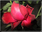 foto Rose